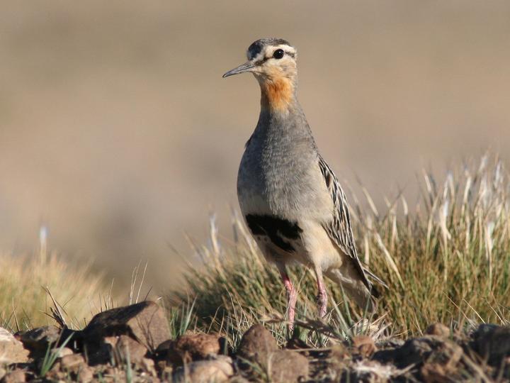 Tawny-throated Dotterel