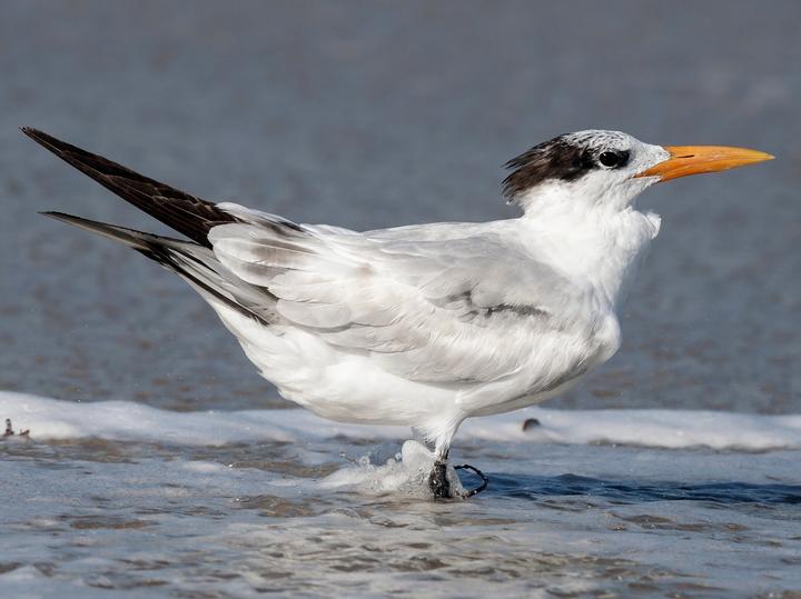 Royal Tern