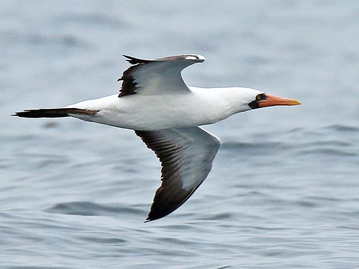 Nazca Booby