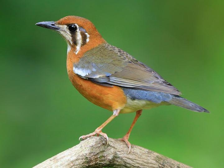Orange-headed Thrush