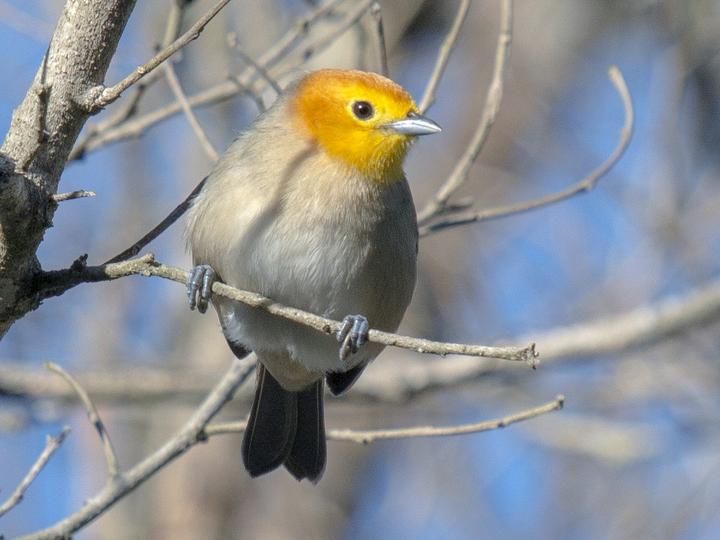 Orange-headed Tanager