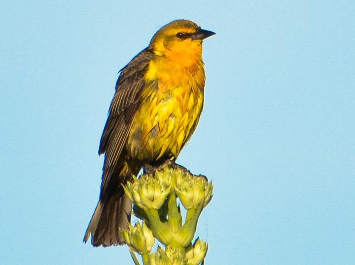 Saffron-cowled Blackbird