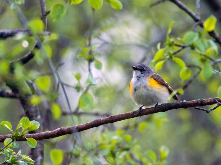 American Redstart
