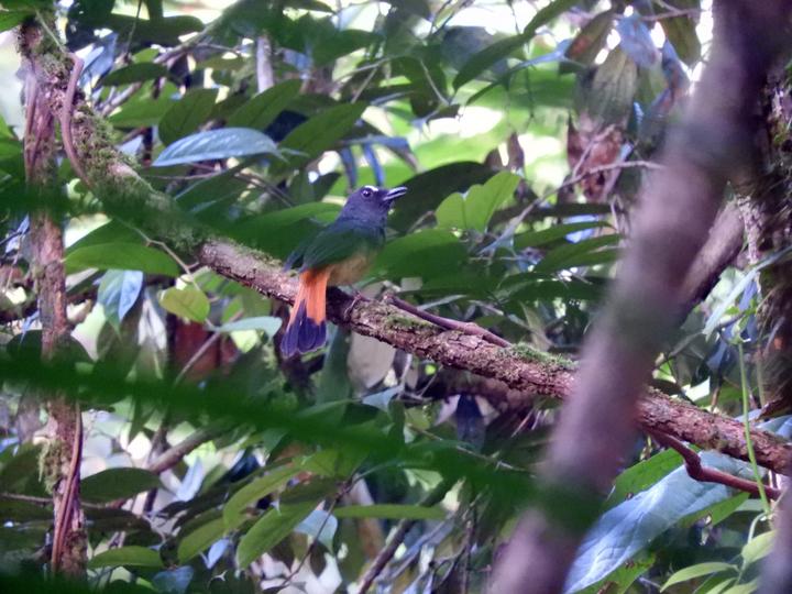 Rufous-tailed Shama