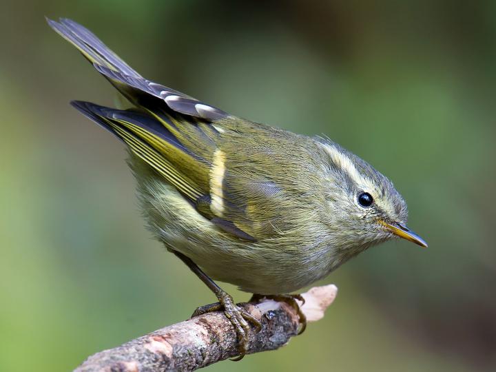 Buff-barred Warbler