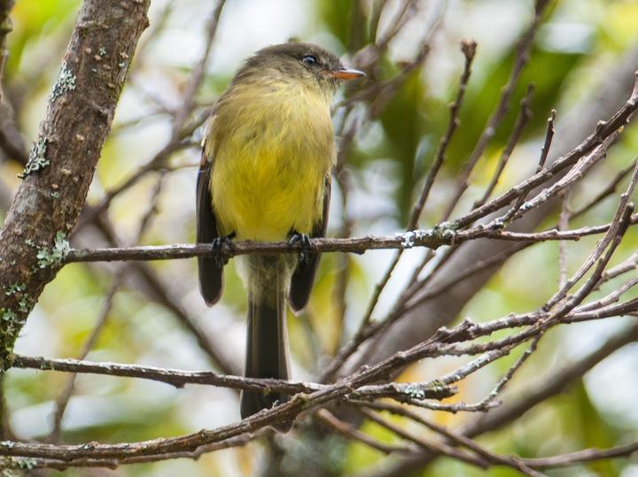 Orange-banded Flycatcher