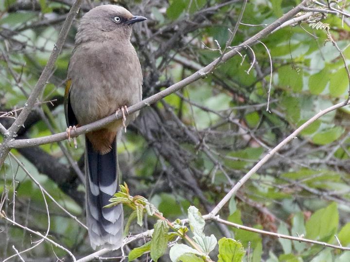 Elliot's Laughingthrush