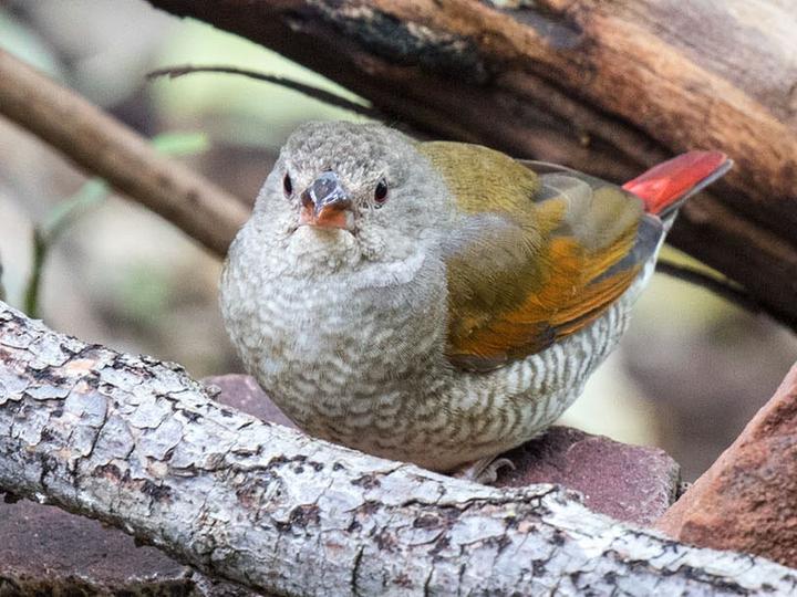 Orange-winged Pytilia