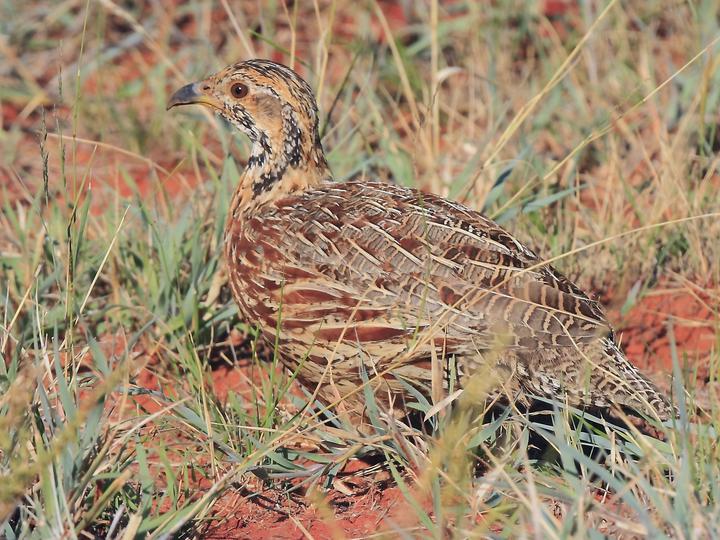 Orange River Francolin