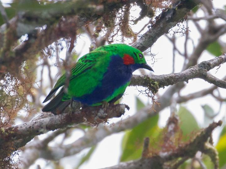 Orange-eared Tanager