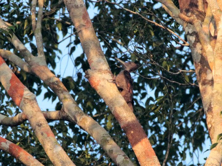 Orange-backed Woodpecker