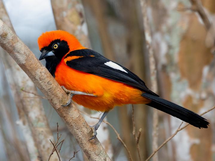 Orange-backed Troupial