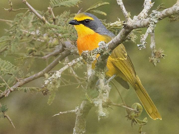 Orange-breasted Bushshrike