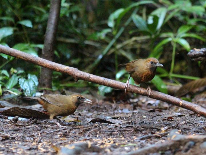 Orange-breasted Laughingthrush