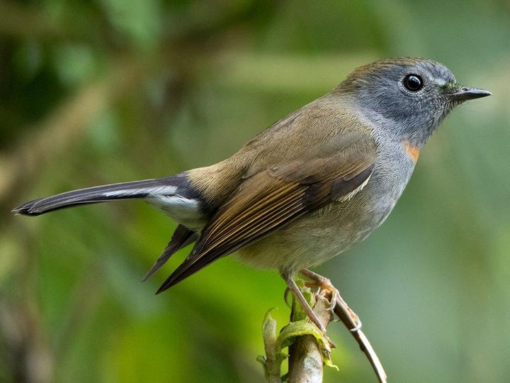 Rufous-gorgeted Flycatcher