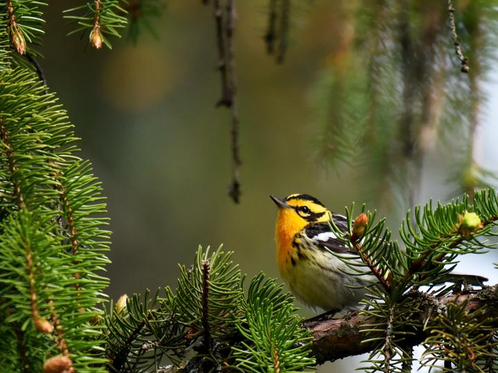 Blackburnian Warbler