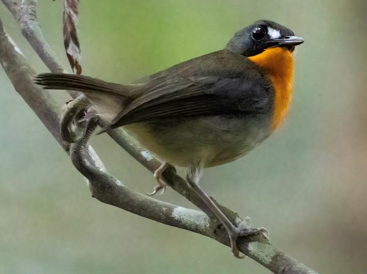 Orange-breasted Forest Robin