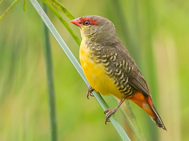 Orange-breasted Waxbill