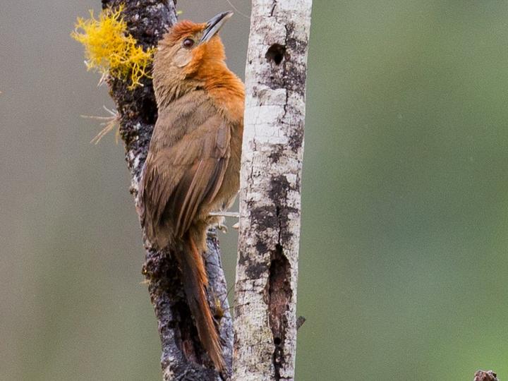Orange-breasted Thornbird
