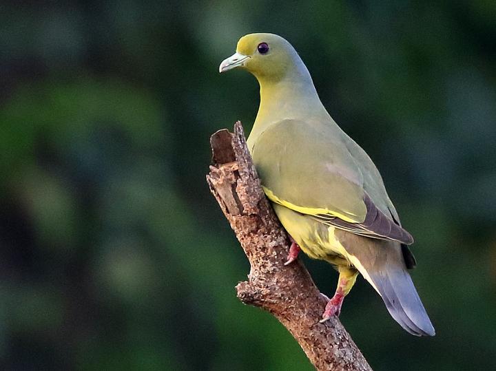 Orange-breasted Green Pigeon