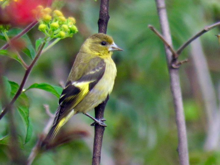 Black-headed Siskin
