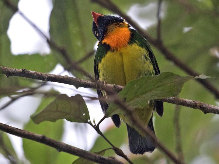 Orange-breasted Fruiteater