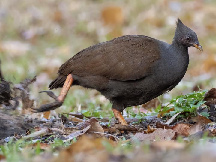 Orange-footed Scrubfowl