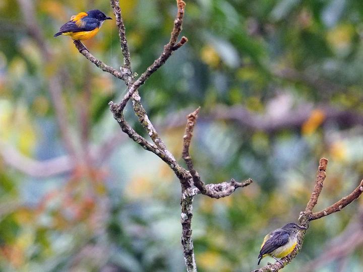 Orange-bellied Flowerpecker