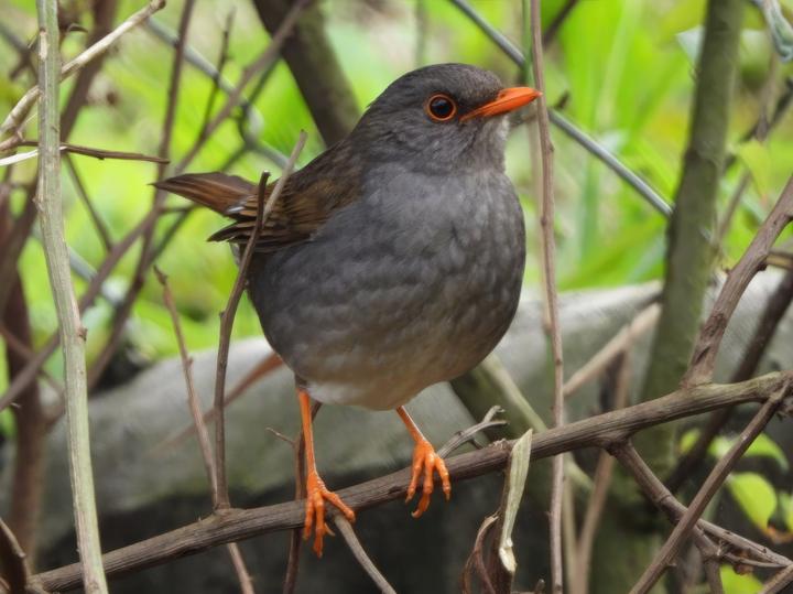Orange-billed Nightingale-Thrush