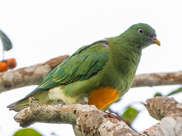 Orange-bellied Fruit Dove