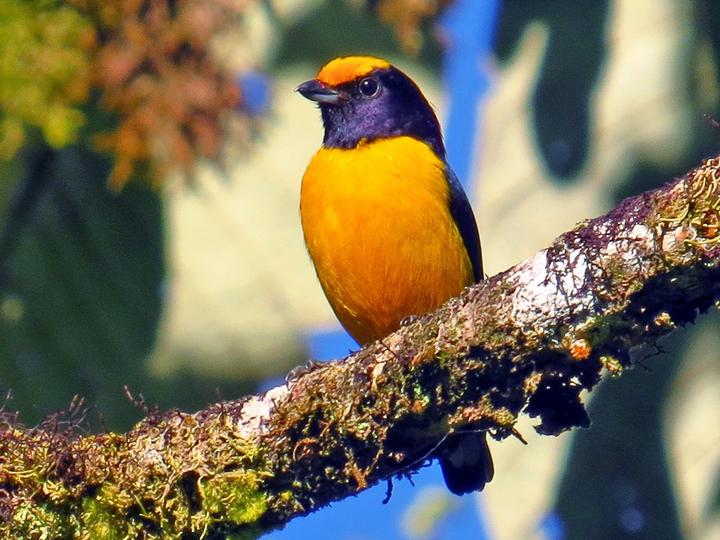 Orange-bellied Euphonia
