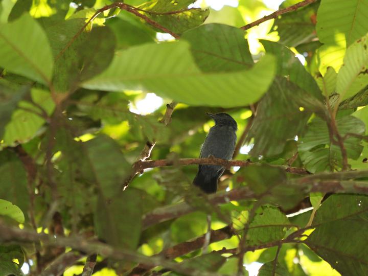 Acre Antshrike