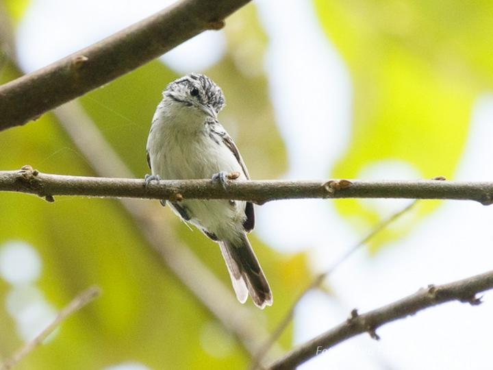 Orange-bellied Antwren
