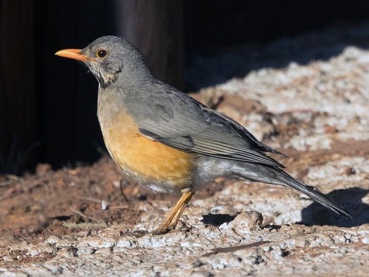 Kurrichane Thrush