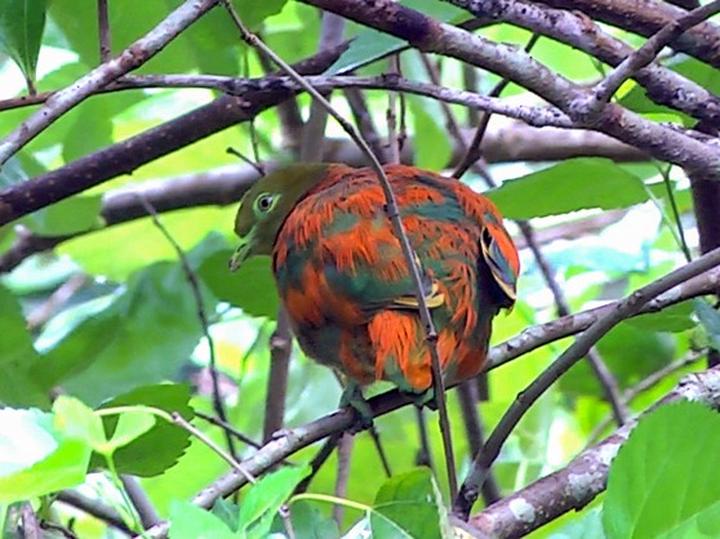 Orange Dove