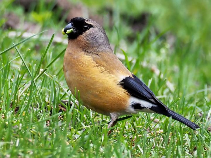 Orange Bullfinch