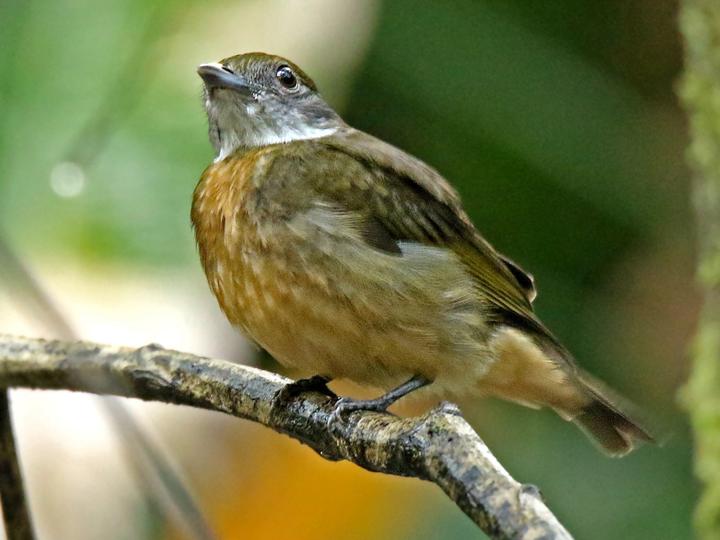 Orange-crested Manakin