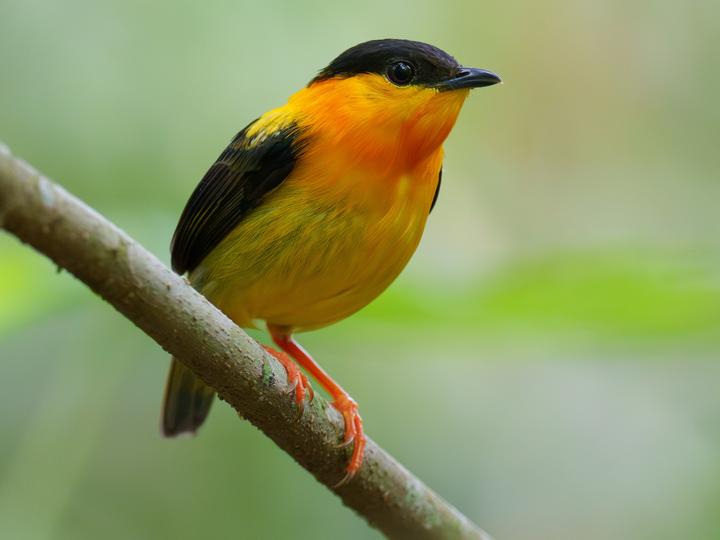 Orange-collared Manakin