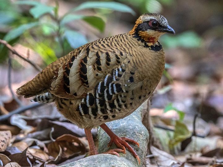 Orange-necked Partridge