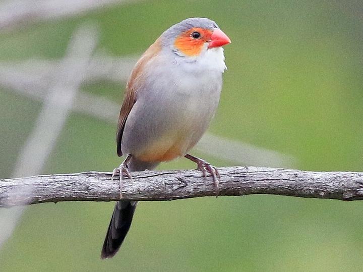 Orange-cheeked Waxbill