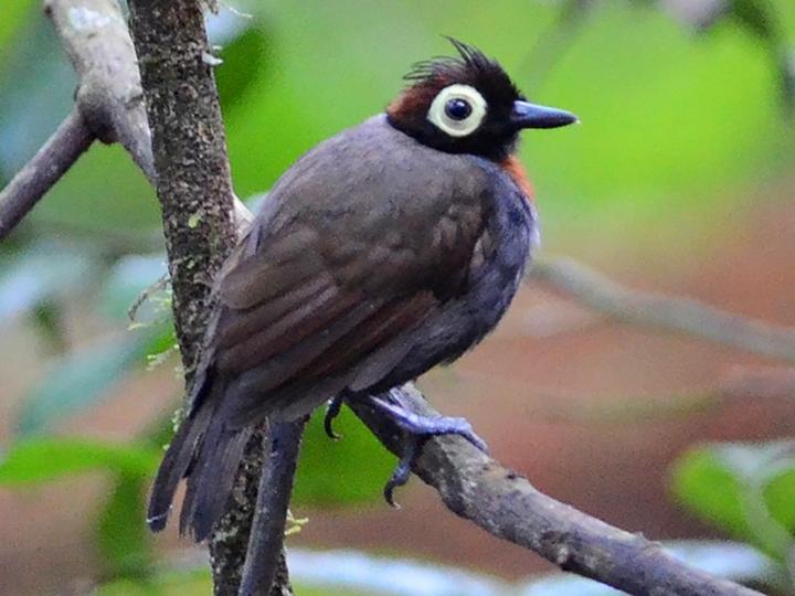 Harlequin Antbird