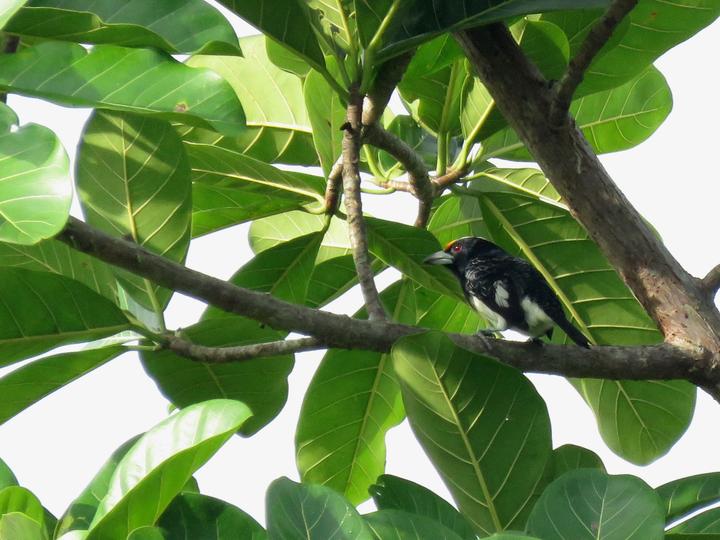 Orange-fronted Barbet
