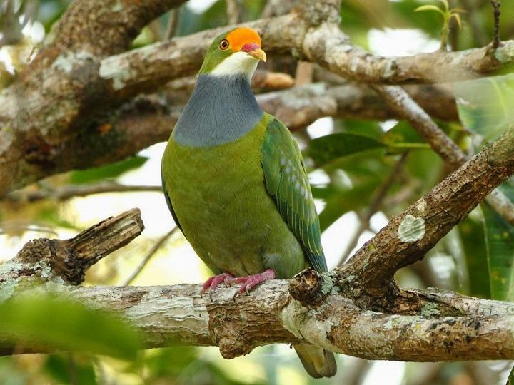 Orange-fronted Fruit Dove