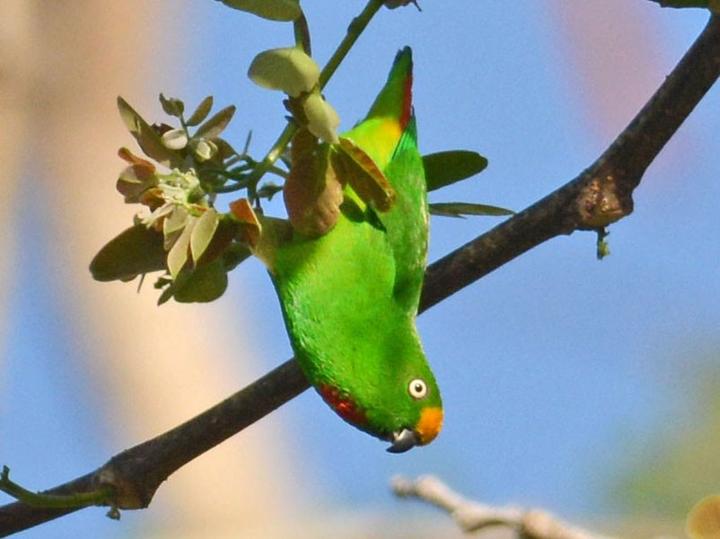 Orange-fronted Hanging Parrot