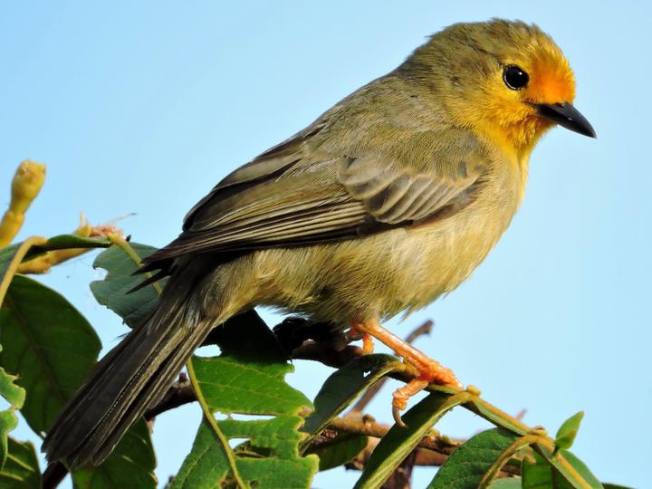 Orange-fronted Plushcrown