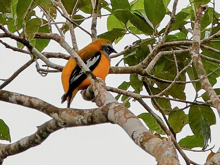 Golden Cuckooshrike
