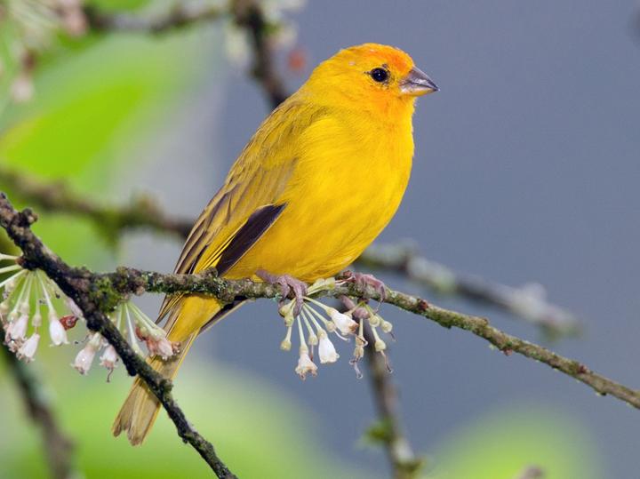 Saffron Finch