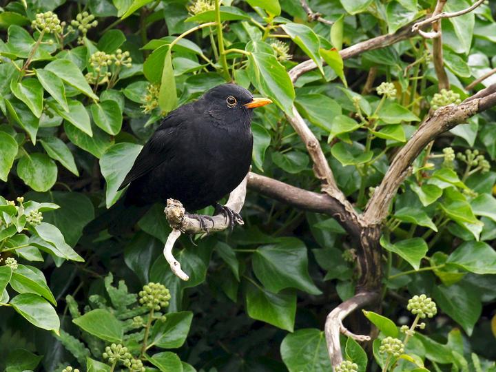 Common Blackbird