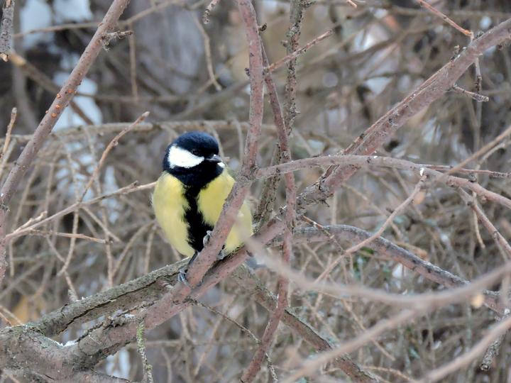 Great Tit