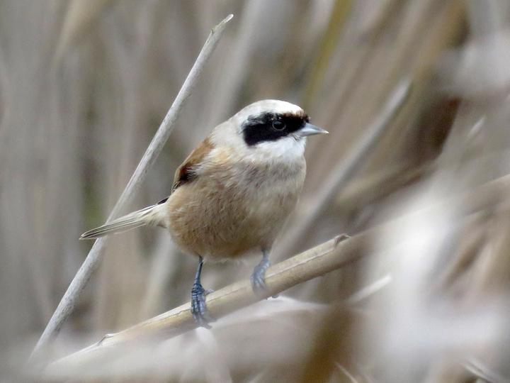 Eurasian Penduline Tit